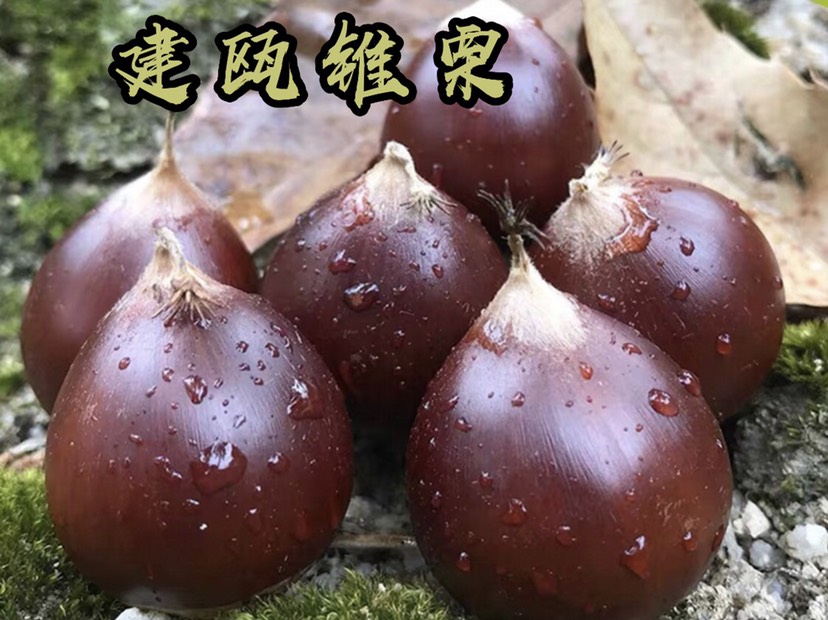 新鲜建瓯锥栗仁半成品真空包装锥栗仁半熟预处理