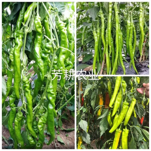 螺丝辣椒苗  线椒、螺丝椒、羊角椒、牛角椒，薄皮椒，甜椒苗