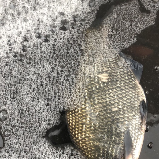 鳊鱼一流