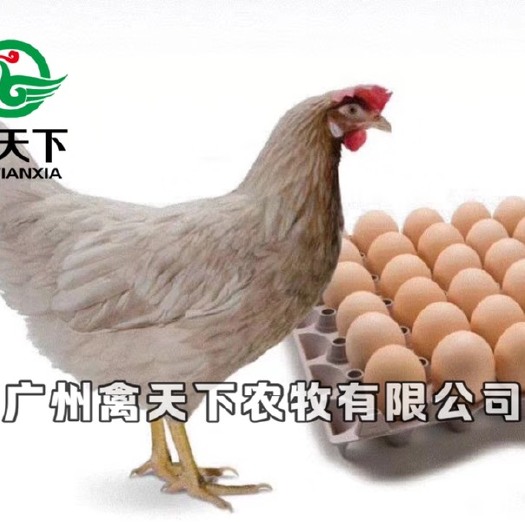 广州海兰灰蛋鸡苗  海兰灰蛋鸡母苗
