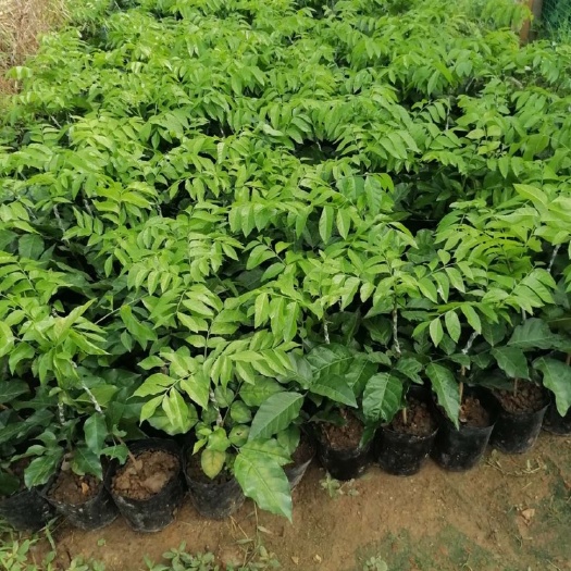 廉江市黄皮果苗，贵妃黄皮果苗  ，金蛋黄皮果苗，中枝嫁接，原产地。