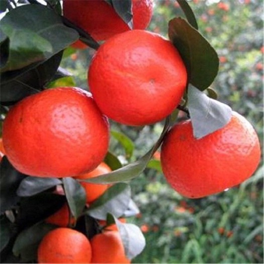 鐘山縣東方紅柑桔 東方紅桔/世紀(jì)紅/產(chǎn)地代辦，全國(guó)發(fā)貨，招果商老板
