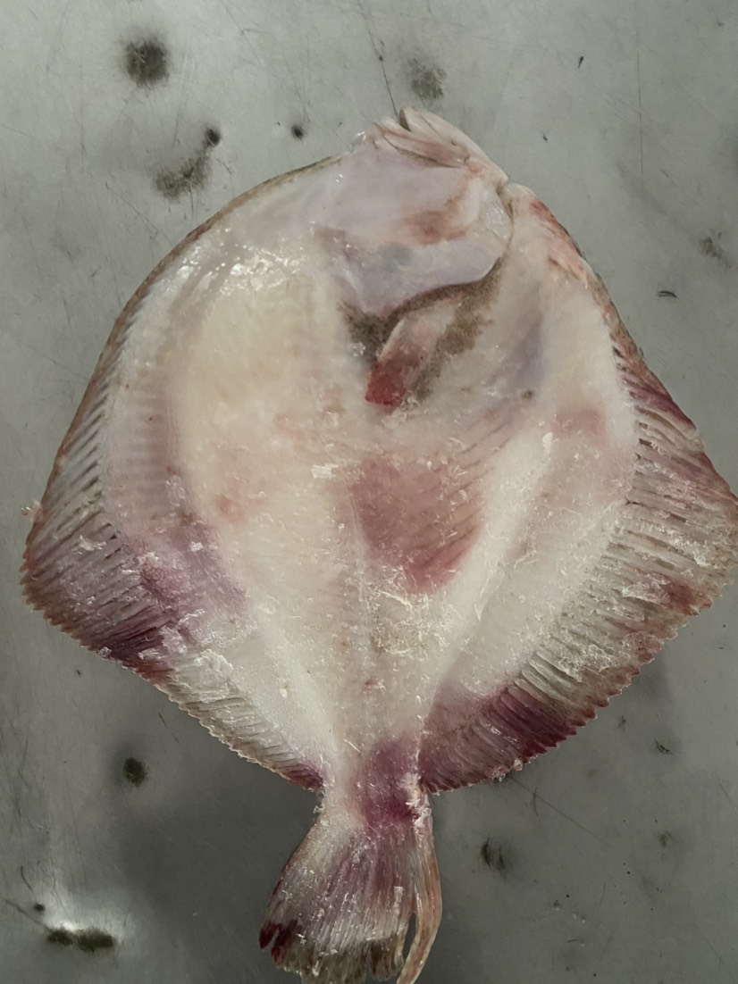 鲜活多宝鱼新鲜比目鱼大菱鲆海鲜鱼类批发水产冷冻海鲜