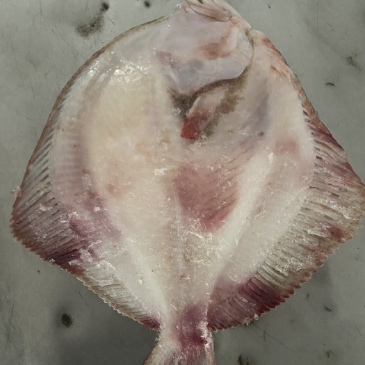 鲜活多宝鱼新鲜比目鱼大菱鲆海鲜鱼类批发水产冷冻海鲜