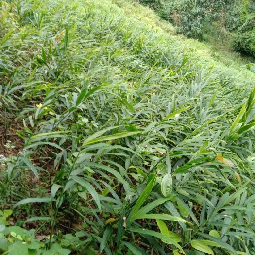深圳姜种 混装通货 带土 