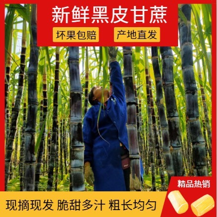 阳新县黑皮甘蔗  合作社300亩甘蔗直接批发