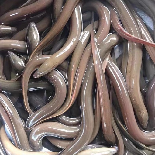 南宁正大9号黄鳝苗 黄鳝鱼苗，正大九号鳝苗，品种优良，苗场直供，市场热卖。