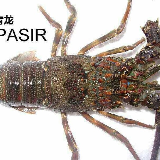 锦绣龙虾 东南亚龙虾，有青龙，油龙，石龙，杂龙，花龙等