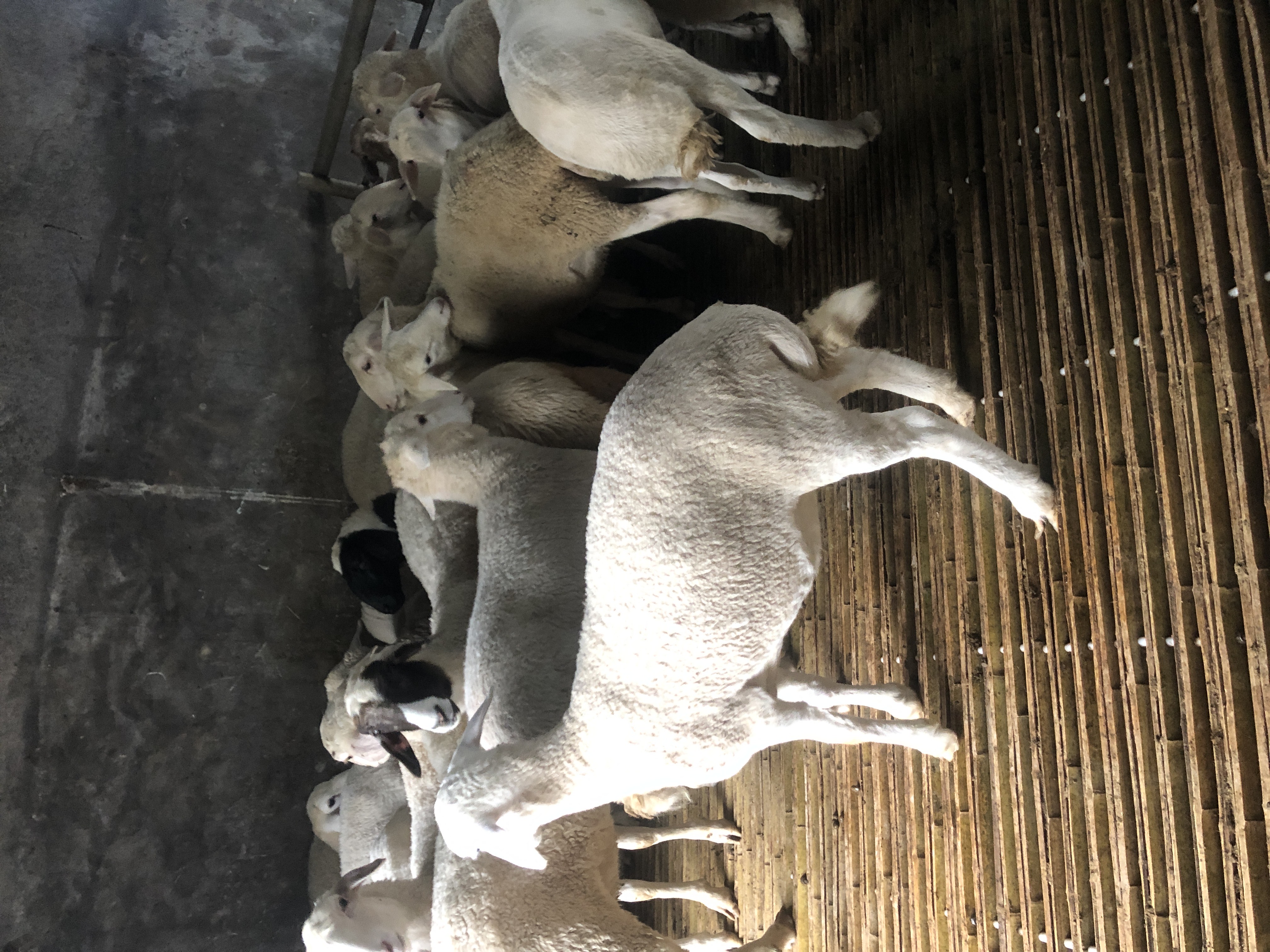 杜寒杂交羊 杜寒杂交 结合杜波生长速度快 小尾寒羊产仔率高的有优点