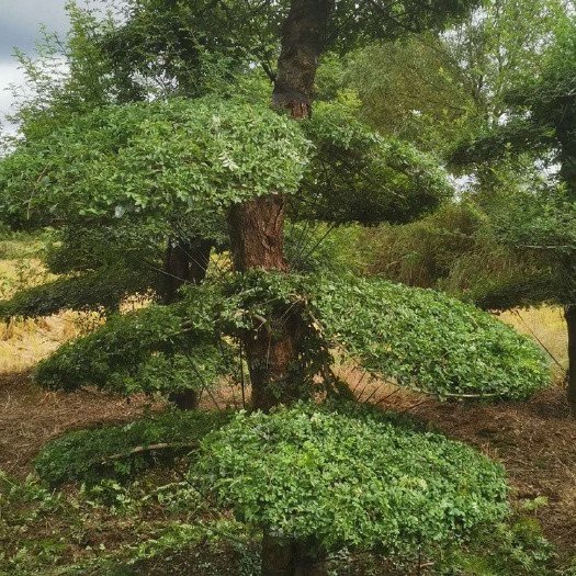 京山市2米高单杆造型对节白蜡