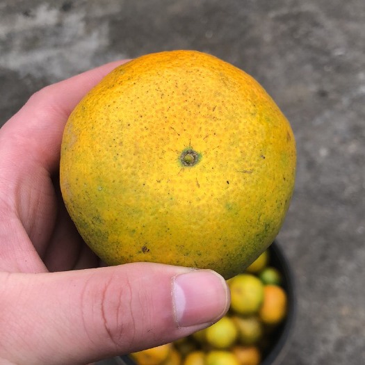 汉寿县新干陈皮  湖南陈皮大量出售