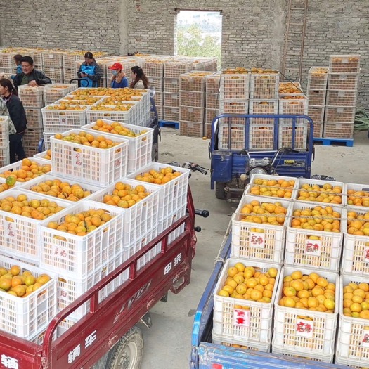 丹江口市武当蜜橘 一手货源，采摘方便迅速，基地量大，品质好