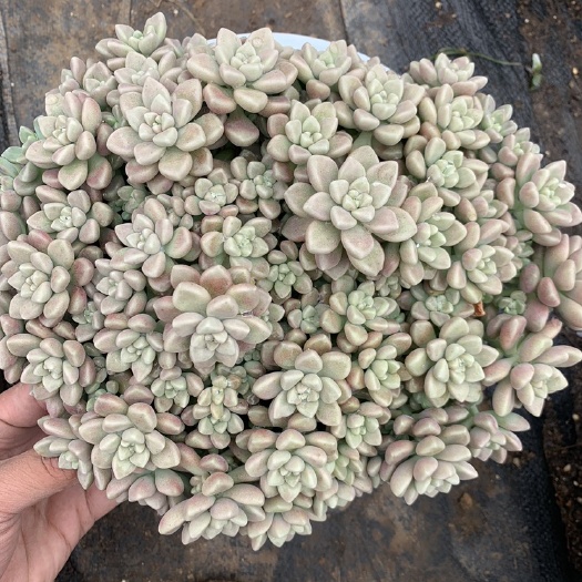 昆明丸叶姬秋丽 230盆姬秋丽