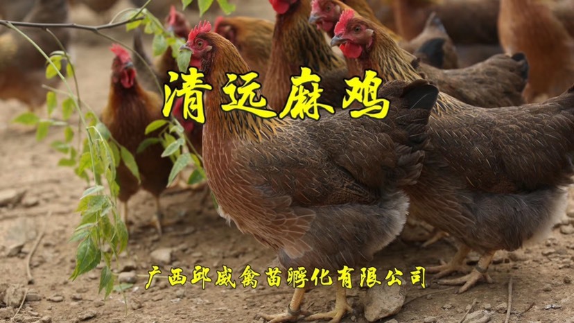 南宁清远麻鸡苗  清远麻鸡（热卖）爆款热卖 包打第一针疫苗 全国供货