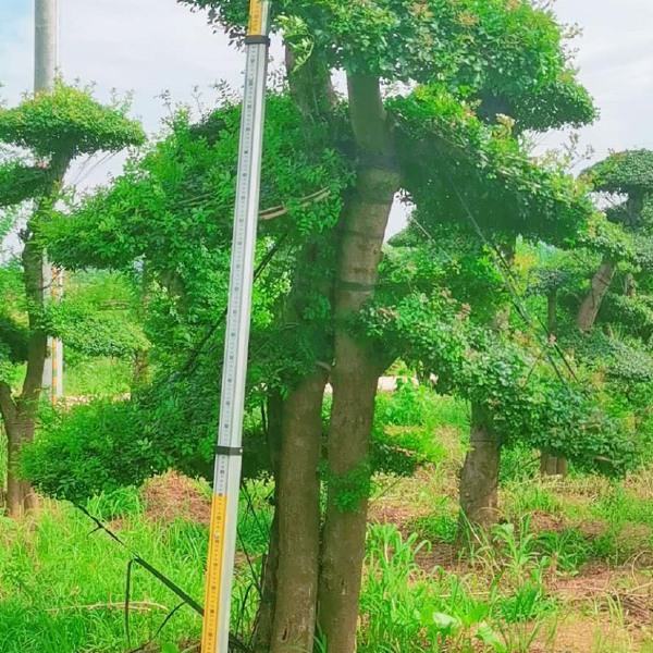 对节白蜡高度2.8m～3m，云片直径1米以上。