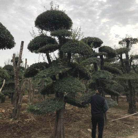 京山市4米高对节白蜡，云片直径1米以上。