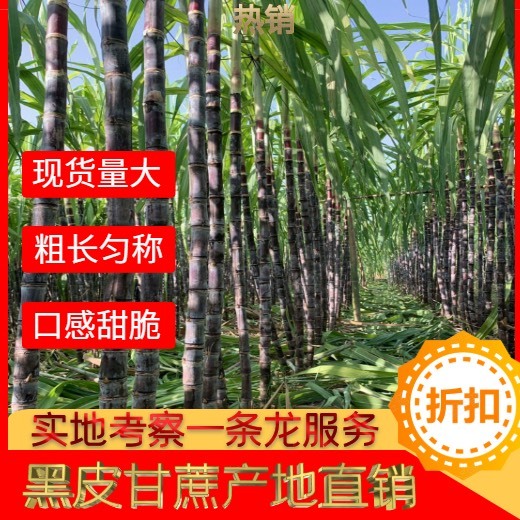 阳新县黑皮甘蔗  甘蔗粗壮大条，每条重量5斤以上，无花皮；无裂缝，颜色漂亮