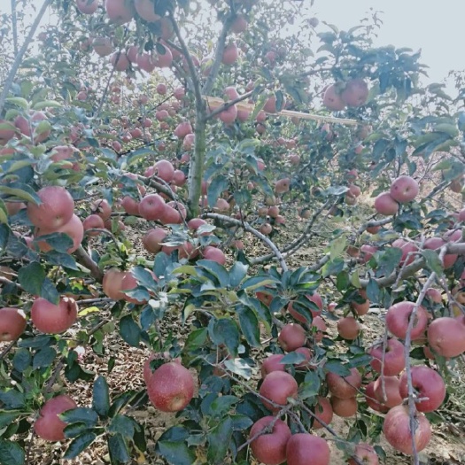 庄河市 寒富苹果