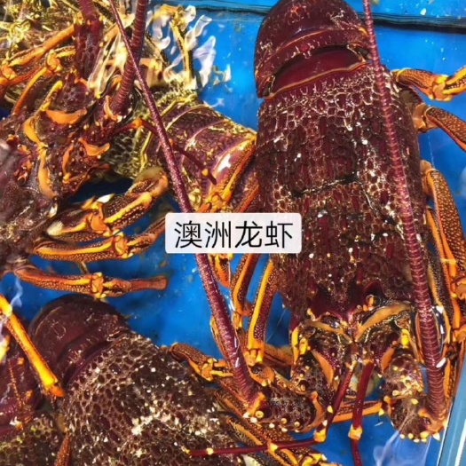 广州澳洲龙虾  海鲜的价格每天都是不同价钱的需要的私聊。只要是海货都有。￼￼