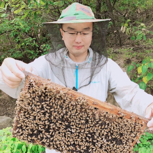 林州市 供应土蜂蜜，枣花蜜，荆条蜜。整个家族都是养蜜蜂的。