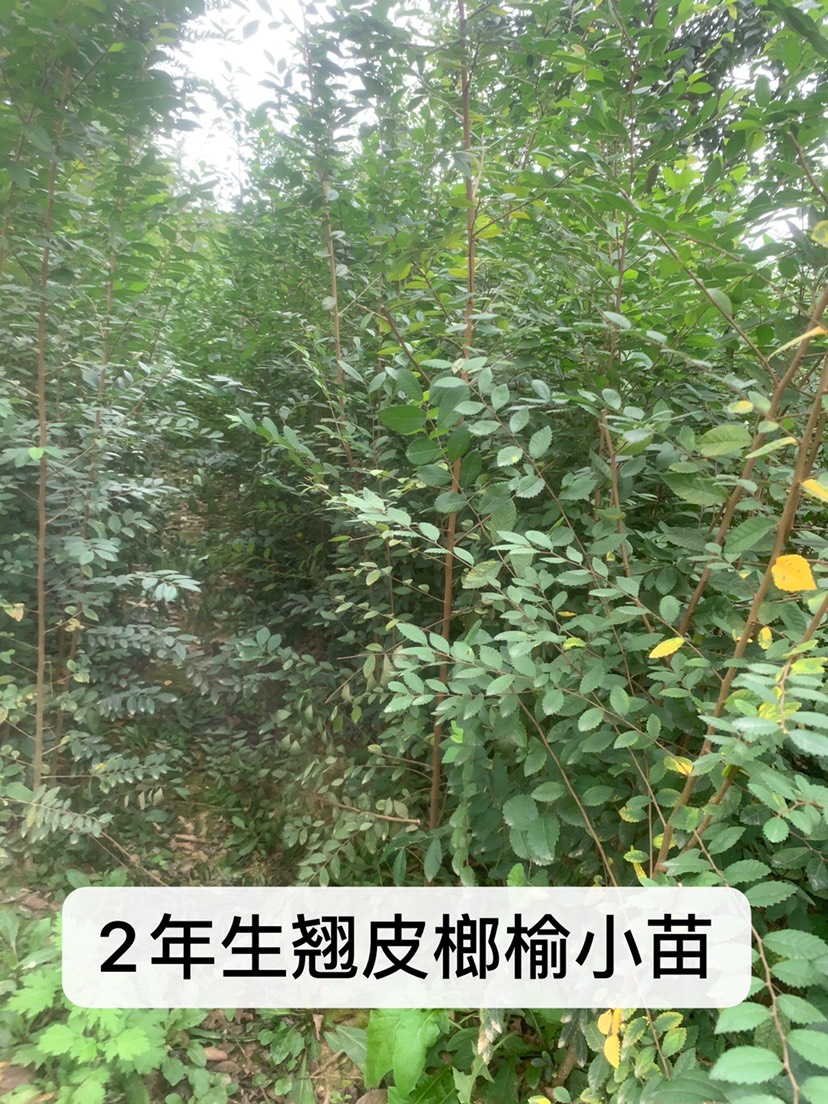 榆树苗  榔榆小苗，小叶花皮榔榆苗