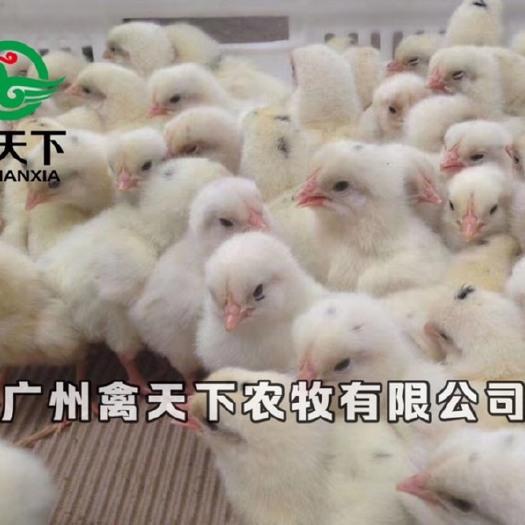 广州海兰灰蛋鸡苗 海兰灰