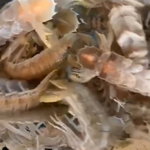 广州皮皮虾 海鲜的价格每天都是不同的，如果有需要的朋友可以私聊我，