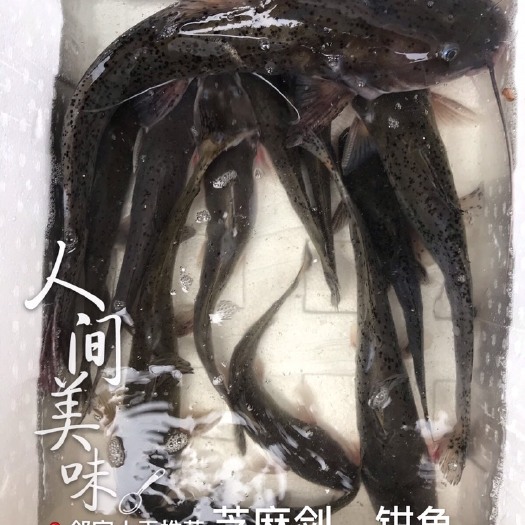 博罗县钳鱼 1-1.5公斤 