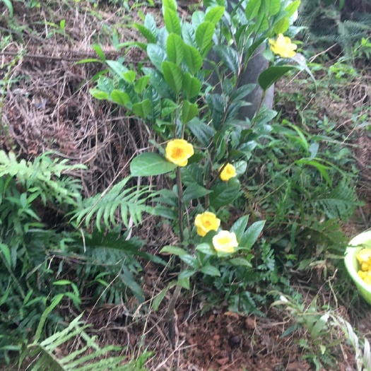 防城港茶花苗  金花茶树以开花