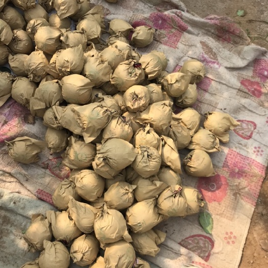 瓦房店市黄元帅苹果，75起步