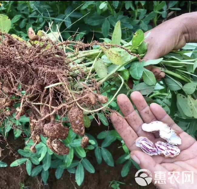 炒花生  缅甸七彩花生   云南七彩花生