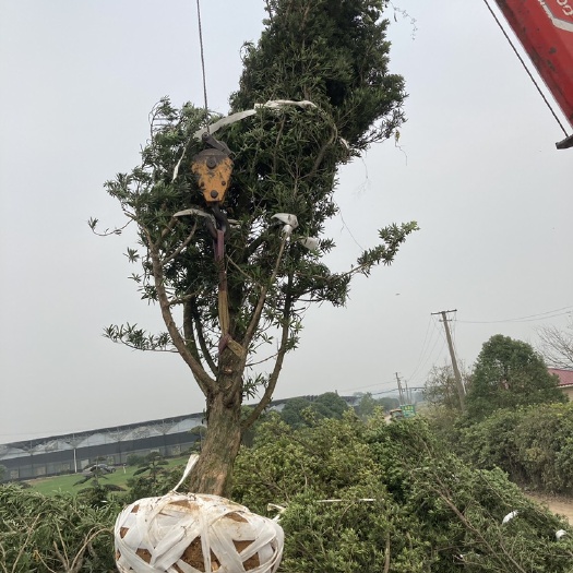 浏阳市雀舌罗汉松  10到15公分的毛陪罗汉松大量供应