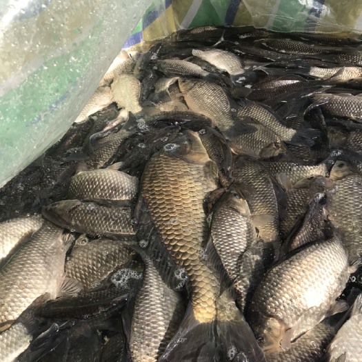 荆州池塘鲫鱼  荆州本地半斤以上优质鲫鱼可供钓场欢迎预订满100斤送货上门