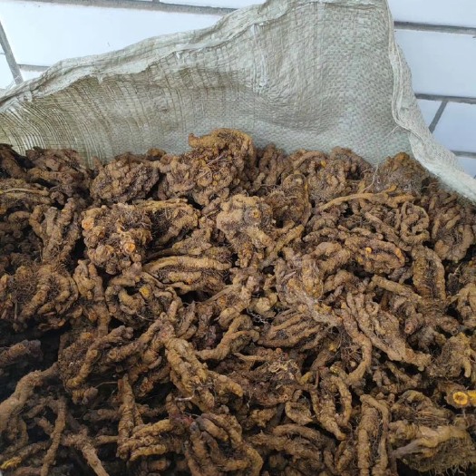 绵竹市味连  川黄连，雅连，