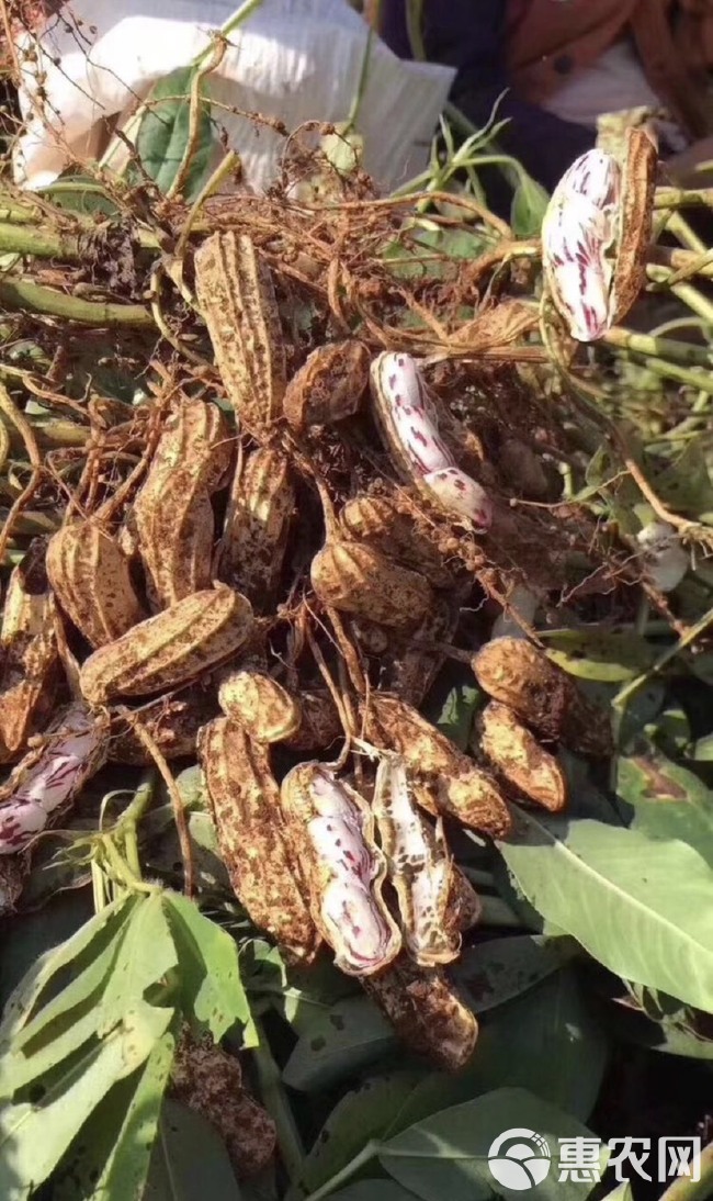 炒花生  缅甸七彩花生   云南七彩花生