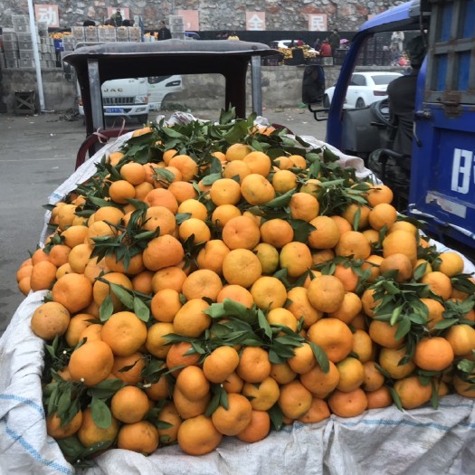 丹江口市精品蜜桔 大量现货 65起步