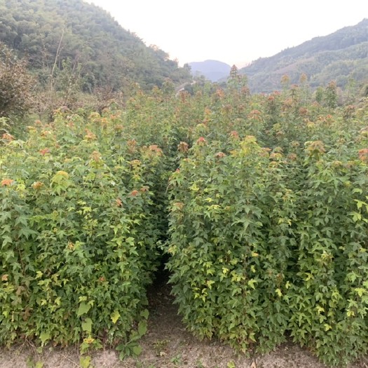 新昌县三角枫小苗