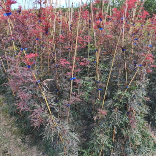 长沙 羽毛枫小苗
