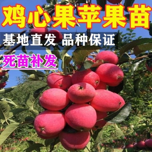 平邑县鸡心果苗嫁接鸡心果苹果盆栽地栽南北方均可种植果树苗