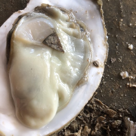长沙净化蚝 海水 3-4两/只 冷冻水产 