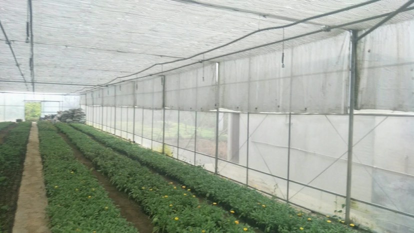 青州市种植大棚