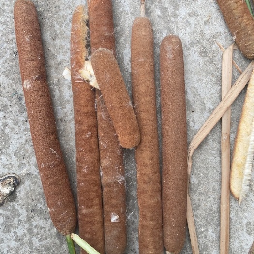 香蒲种子，香蒲棒，东方香蒲种子，芦苇种子，可订制