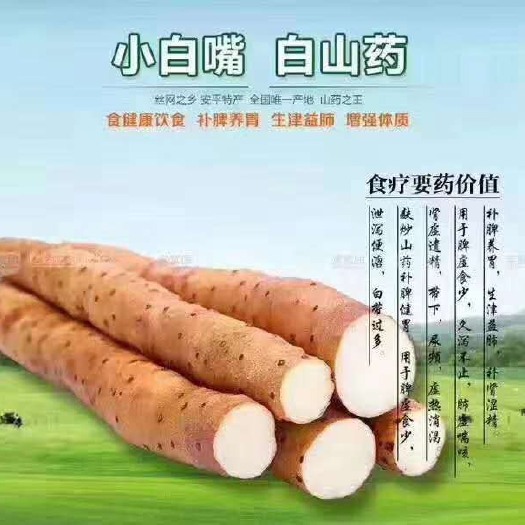 小白山药，白嘴山药，安平县小白嘴山药种植，小白嘴产地直发