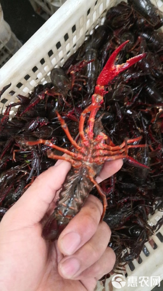 潜江小龙虾   789大红，品质好，肉质饱满