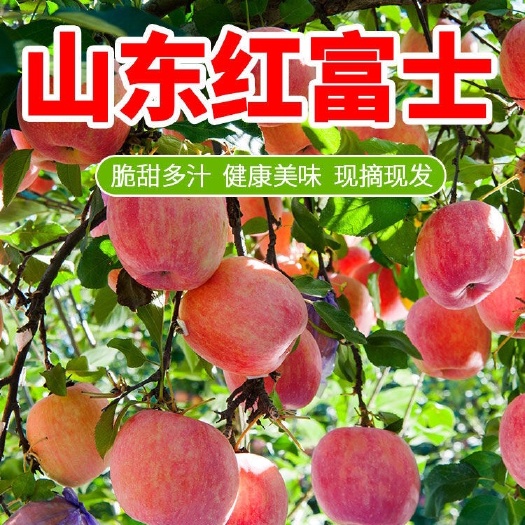 蒙阴县红富士苹果【顺丰包邮】当季新鲜水果5/10斤孕妇水果脆甜多汁
