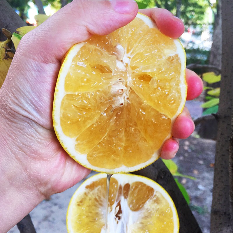 葡萄柚  产地现摘现发，果园植供，