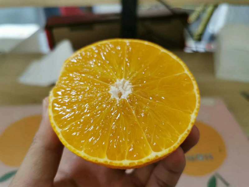 【开始发货】爱媛果冻橙子，鲜嫩多汁，果园直发