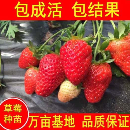 平邑县奶油草莓苗 草莓苗 四季草莓 章姬 红颜 南北方种植当年结果