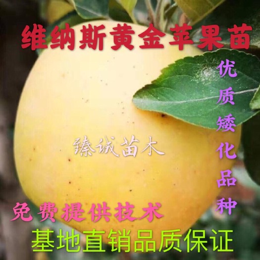 平邑县 维纳斯黄金苹果苗新品种嫁接苗品种保证基地直销脱毒苗包纯