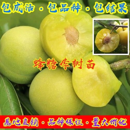 平邑县蜂糖李树苗  蜂糖李子树苗嫁接李子苗盆栽地栽庭院南北方种植李子果树苗